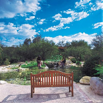 CR koi pond 1