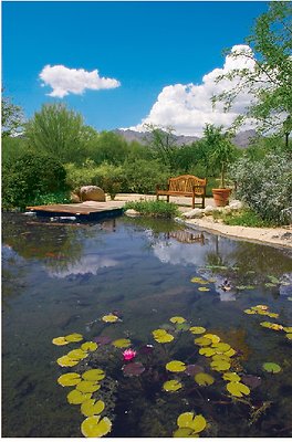 CR koi pond
